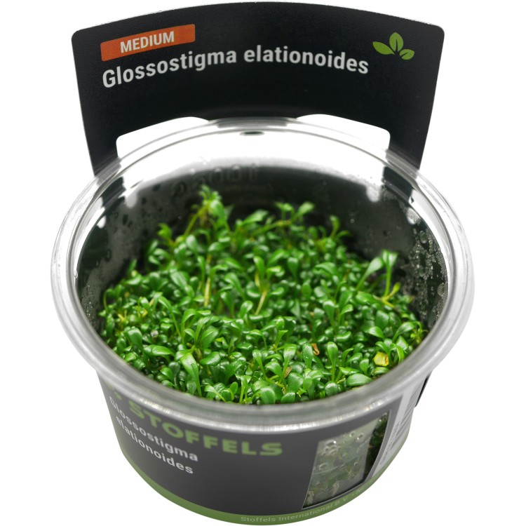 Planta acvariu Stoffels Glossostigma Elatinoides in vitro - imagine 4